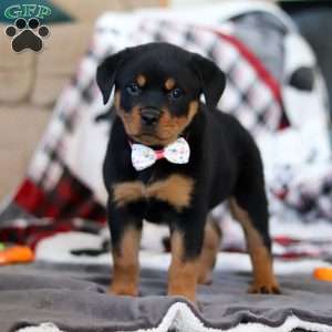 Ellie, Rottweiler Puppy